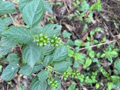 -黄埔油麻山森林公园