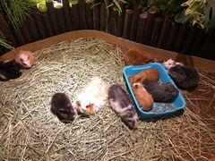-藦茜花园宠物主题亲子互动体验馆(国顺东路店)