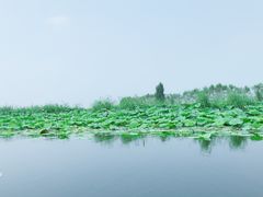 -白洋淀景区