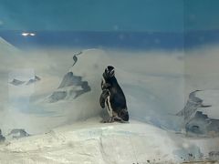 -上海海洋水族馆