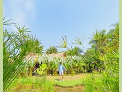 -中国科学院西双版纳热带植物园