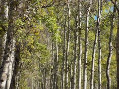 -百里山水画廊