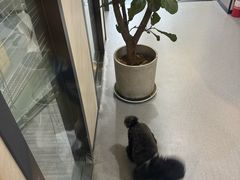 -半岛宠物医院24小时(西派城店)