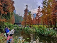 -重庆彩云湖湿地公园