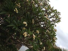 -三亚亚龙湾凯莱仙人掌度假酒店