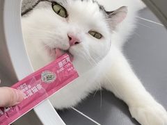 -喵园·猫主题咖啡厅·撸猫·猫咖(国贸店)