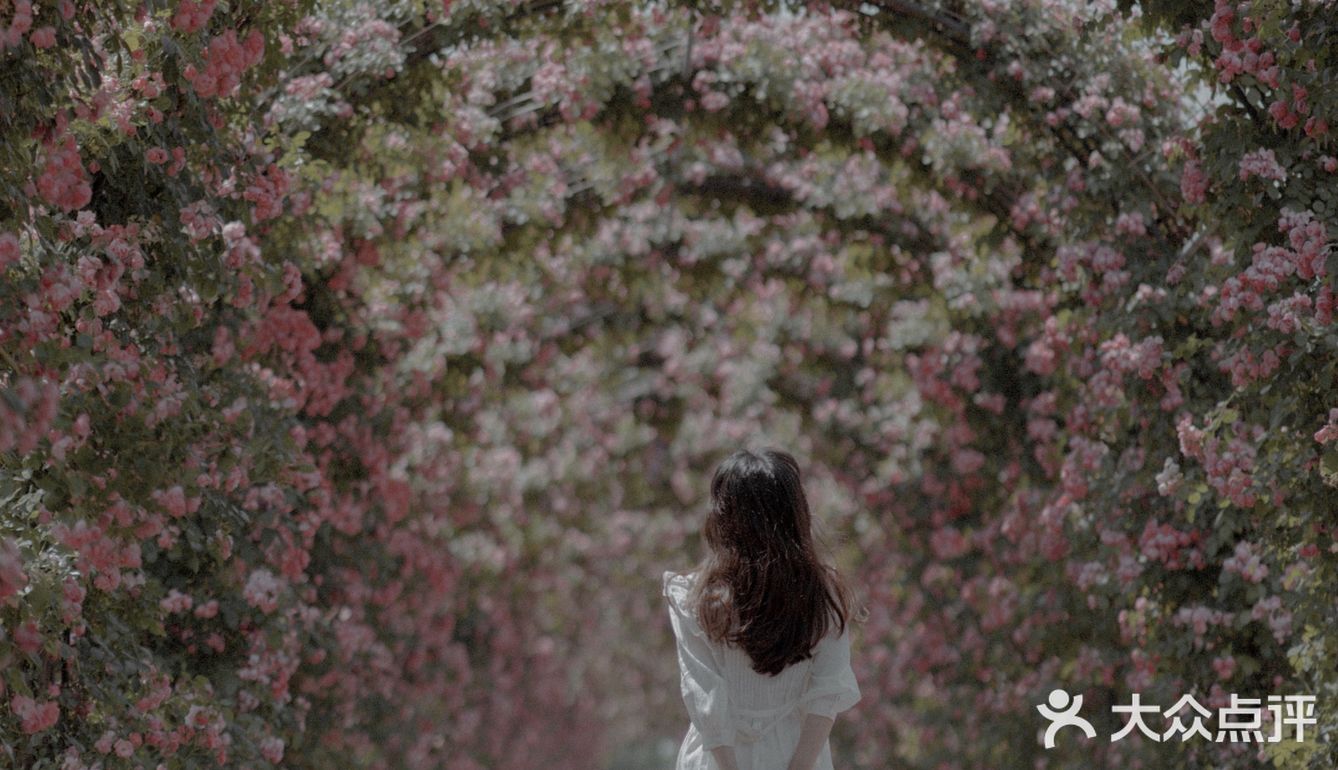 上海花季｜百米月季长廊绽放了，宛如少女的法式梦境