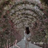 上海花季｜百米月季长廊绽放了，宛如少女的法式梦境