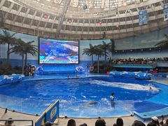 -海合安成都极地海洋公园