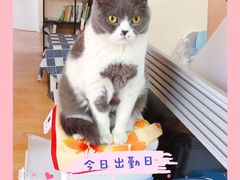-猫音日语留学培训