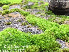 -林坑古村落