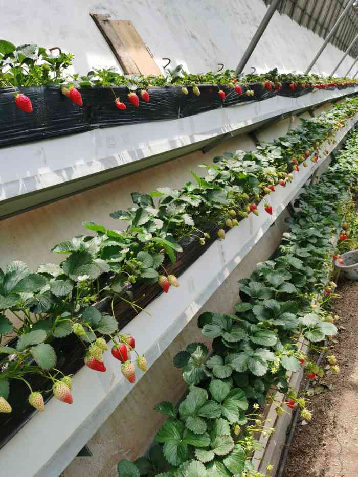 沐恩格林四季农场-"带着宝宝摘草莓,如果不是为了孩子,谁会来.