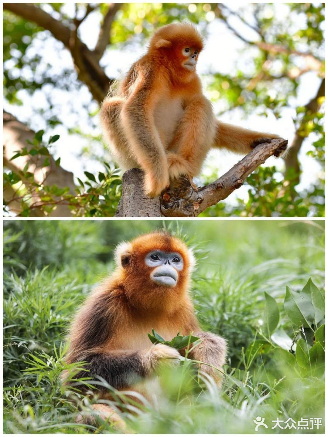 西安遛娃好去处|“秦岭四宝”看棕色大熊猫