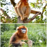 西安遛娃好去处|“秦岭四宝”看棕色大熊猫