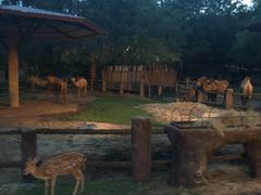 -清迈夜间动物园