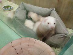 -藦茜花园宠物主题亲子互动体验馆(国顺东路店)