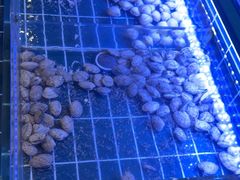 -丽伟的串·烧烤·砂锅(芝麻街店)