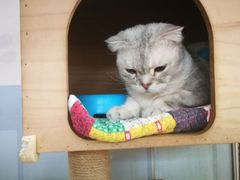 -猫小院猫主题咖啡厅(北锣店)