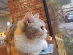 -豆逗聊愈猫阁Easy Life