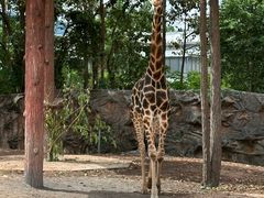 -清迈夜间动物园