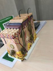 -成都苗方清颜专业祛痘