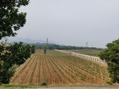 -北京张裕爱斐堡酒庄