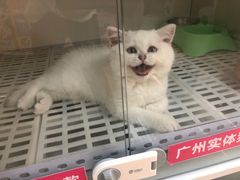 -lincat·猫舍(广州店)