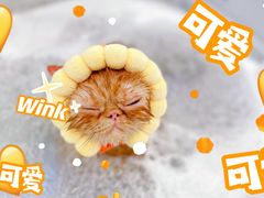 -comecome来吧宠物(奥克斯中心店)