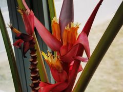 -北京植物园-展览温室