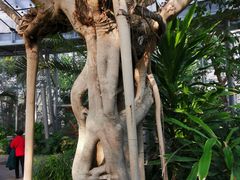 -北京植物园-展览温室