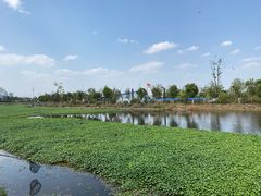 -五甲塘生态湿地公园