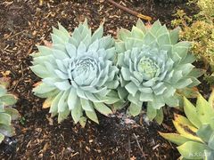 -墨尔本皇家植物园
