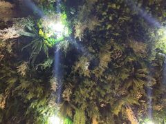 -Husky Go! 哈士奇体验馆·宠物咖啡厅狗咖