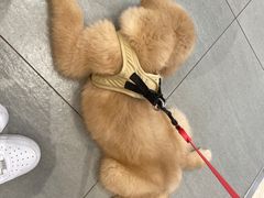 -瑞鹏瑞爱宠物医院·全科·猫科·血液透析中心(龙头寺店)