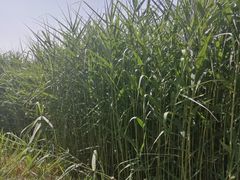 -白鹭湾湿地公园