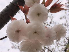 -新江湾城公园