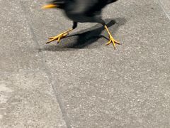 -新加坡飞禽公园