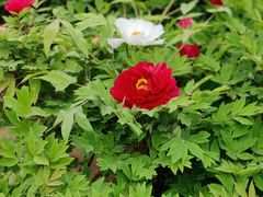 -国力仁和川菜(李家村店)