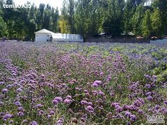 -紫海香堤香草艺术庄园