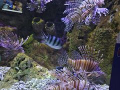 -太平洋海底世界