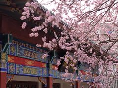 -桃花堤公园