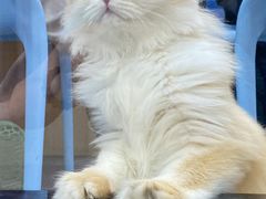 -pd派德宠物中心医院24H急重症·眼科中心·血液透析中心(嵩山北路店)