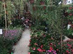 -龙大花卉苗木市场