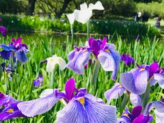 -上海共青森林公园