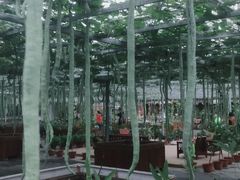 -上海都市菜园