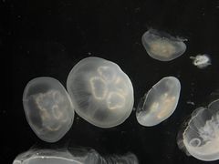 -大阪海游馆