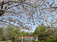 -高东镇樱花园