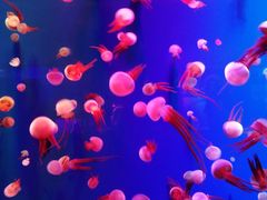 -成都浩海立方海洋公园