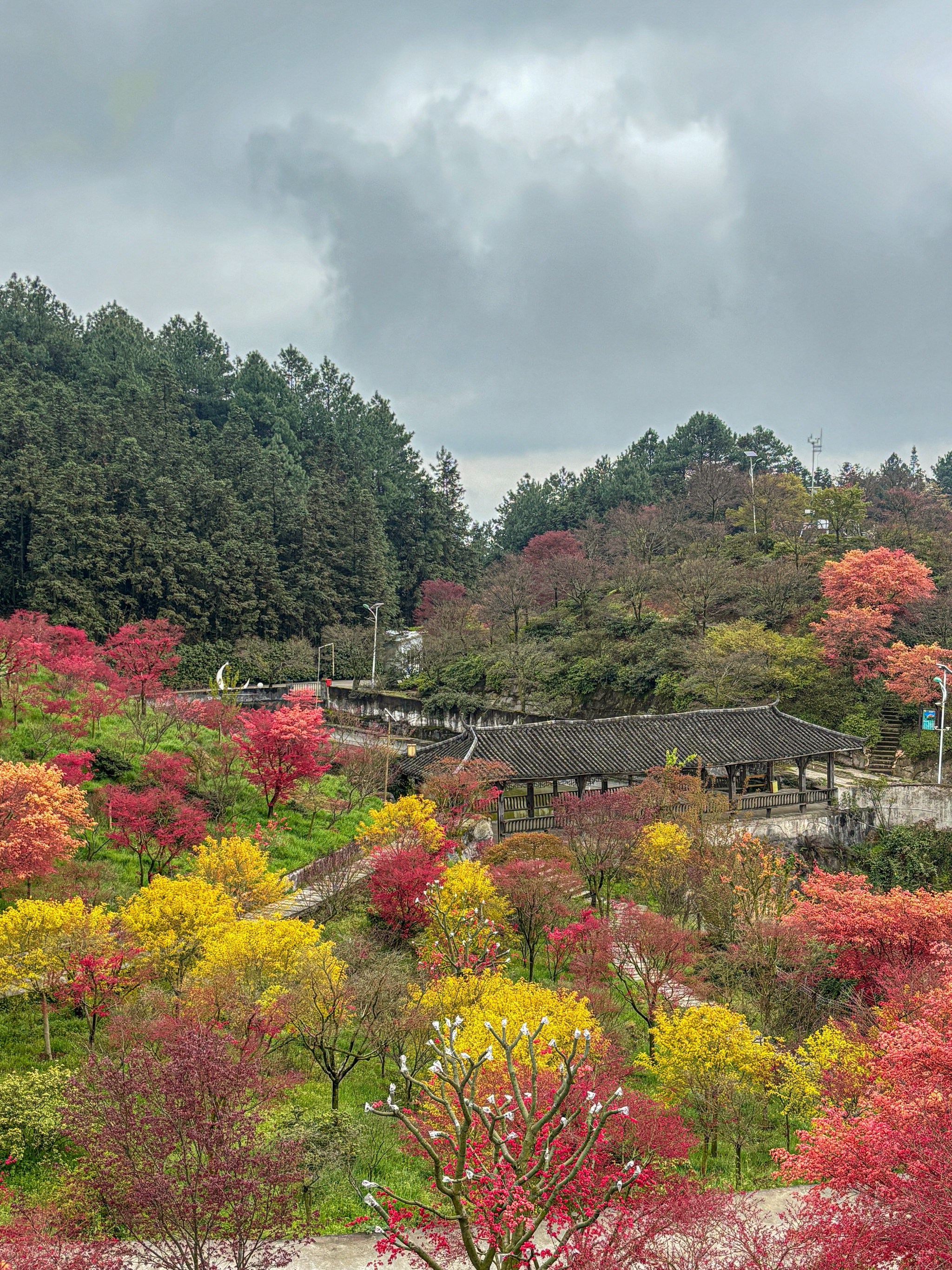 重庆赏枫🍁发现一处藏于山野的四季调色盘🎨