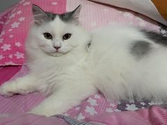 -猫大福·Fortune Cat猫舍(百子湾店)